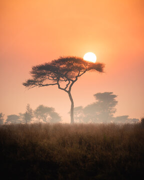 Wildlife viewing and nature exploration in the savanna