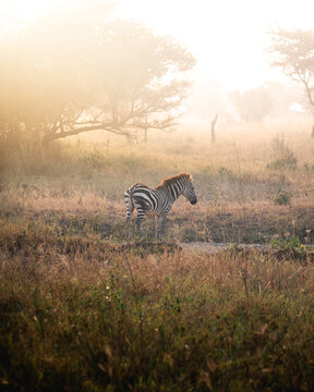 Exploring and Watching Wild Animals in Nature