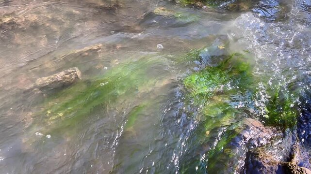 Clear river current washing over algae covered rocks in stream bed