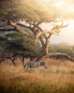 Exploring and Watching Wild Animals in Nature