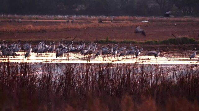 common cranes, Grus grus, in early morning in Extremadura, Spain 584