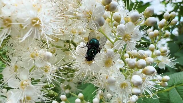 Green bottle fly resting on white spirea flower cluster close up