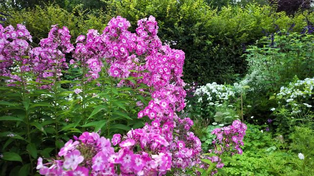 Panoramic view of the beautiful flower garden with blooming flowers in mid-summer on a sunny day.