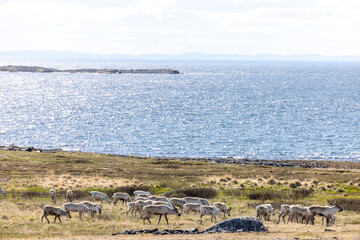 a herd of reindeer on the coast in Troms county, Norway © Lunghammer