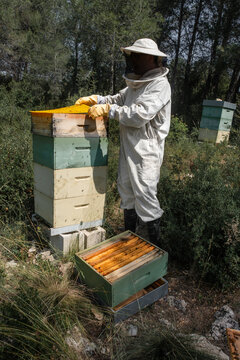 Beekeeper installing hive cover on stacked beehive boxes