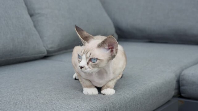 A cute Devon Rex kitten lies on a gray sofa in a cozy living room. The blue eyed pet looks around attentively in a comfortable home environment. This adorable feline shows playful behavior.
