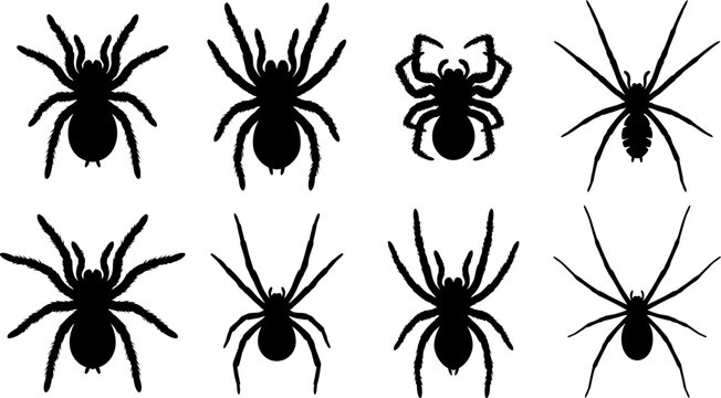 Spider Silhouette Vector Bundle Realistic Tarantula and Long Leg Spider Clipart Collection for Halloween SVG PNG EPS DXF Cricut Cut File