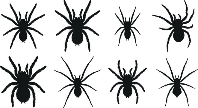 Spider Silhouette Vector Bundle Realistic Tarantula and Spider Clipart Collection for Halloween SVG PNG EPS DXF Cut File