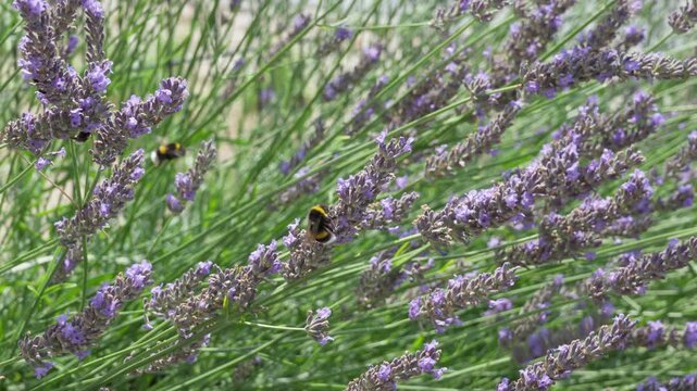 Bumblebees efficiently pollinate blooming purple lavender flowers outdoors. Hardworking natural pollinators boost plant fertility, crop yield, greenhouse farming, and garden productivity.