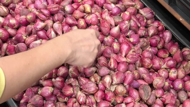 Selecting fresh small red shallots at local grocery market.  Closeup hand picking organic stock footage. Vegetable shopping video , 4k, 60 fps