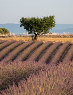 Rows of fragrant purple lavender flowers growing in the Valensole region of Provence, south of France. Iconic tree in distance on the horizon. Photographed in the early evening in golden hour.