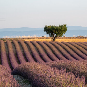 Rows of fragrant purple lavender flowers growing in the Valensole region of Provence, south of France. Iconic tree in distance on the horizon. Photographed in the early evening in golden hour.