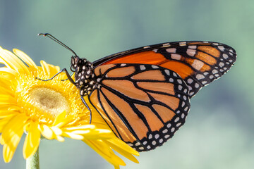 Macro of a monarch butterfly (danaus plexippus) resting on a yellow gerbera flower in the morning sun. Side view on a natural green background. © Corry Anne