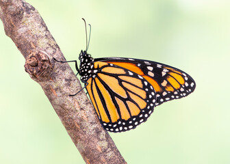 Macro side view of a Monarch butterfly / danaus plexippus - on a natural green background © Corry Anne