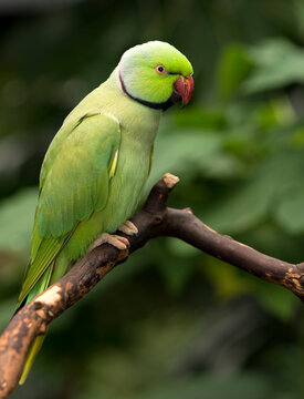 Indian Ringneck parrot (Psittacula krameri manillensis) perched on a branch - on a dark natural background.
