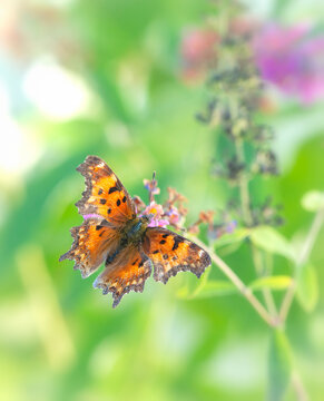 Macro of a green comma butterfly (polygonia faunus) feeding in the garden, on a natural green background,