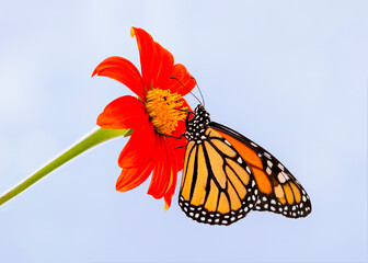 A monarch butterfly (danaus plexippus) resting on a mexican torch sunflower (tithonia) - on a blue background © Corry Anne