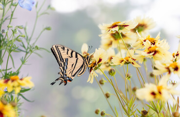 Macro of a two-tailed swallowtail butterfly (papilio multicaudata) resting on a delphium flower, with wings spread closed - side view of a soft bokeh background. © Corry Anne