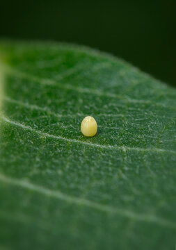 Macro of a Monarch butterfly egg (danaus plexippus) on a green milkweed leaf (asclepias).