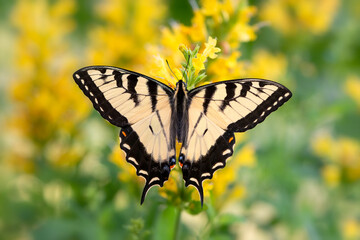 Macro of an eastern tiger swallowtail (papilio glaucus) feeding on yellow salvia flowers - top view with wings spread open © Corry Anne