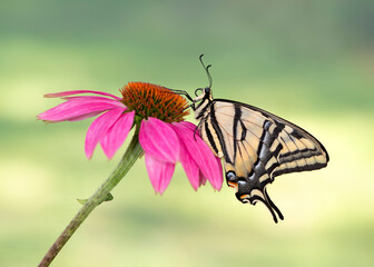 Macro of a western tiger swallowtail (papilio rutulus) butterfly resting on a pink cone flower - side view with wings closed on a natural green background. © Corry Anne