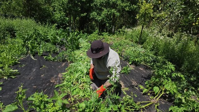 Bearded Man Kneeling to Weed Garden in Slow Motion Shot Today