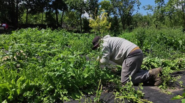 Slow Motion of Gardener Pulling Weeds Among Green Vegetation