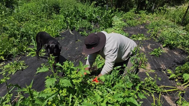 Slow Motion Scene of Man Weeding Garden Beds in Summer Today