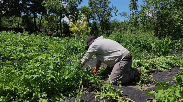 Slow Motion Video of Bearded Man Tending His Summer Garden Today