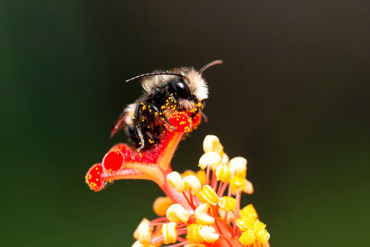 Macro of a male mason bee (osmia) covered in pollen, resting on a hibiscus flower - vibrant yellow and red on a dark background.