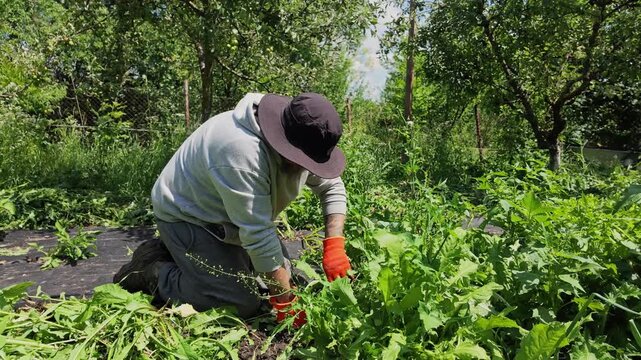 Slow Motion Footage of Man Removing Weeds From Green Garden Today