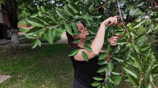 Slow Motion of Woman Picking Fresh Cherries From Tree in Garden