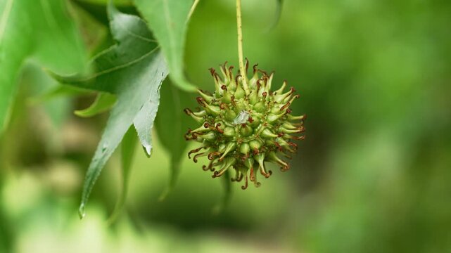 Spherical spiky fruit and vibrant green palmate leaves of a Liquidambar styraciflua or American sweetgum tree