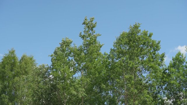 Looking up trees blowing in the wind with blue sky. The branches of the deciduous tree sway in the wind breeze. 
