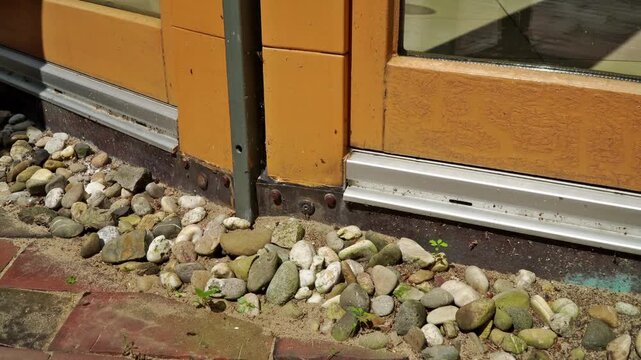 
Ameisen und fliegende Ameisen am Haus mit Natron umweltfreundlich bek&auml;mpfen
