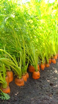 Carrot harvest in the garden. Selective focus.
