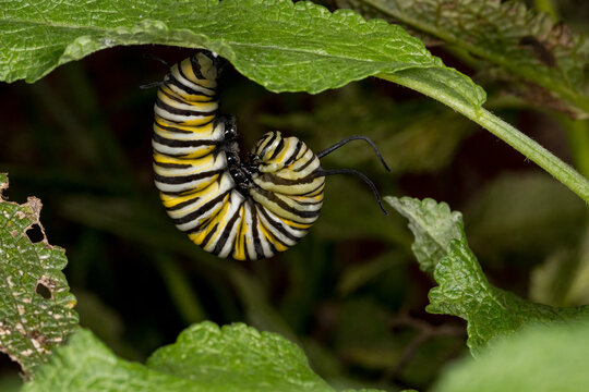 Series of photos showing stages of Monarch butterfly caterpillar pupating into chrysalis. Butterfly conservation, life cycle and backyard flower garden concept.