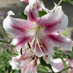 Nahaufnahme einer schönen  Lilienblüte © Thomas