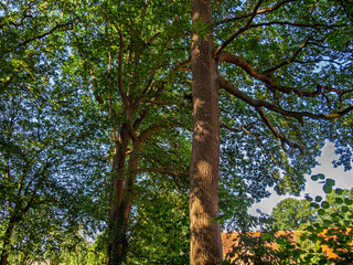Fototapeta premium Low angle view of ancient oak trees with lush green foliage under blue summer sky 