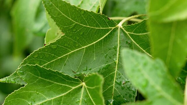 Intricate vein pattern and surface texture of a green American sweetgum leaf with scattered rain drops