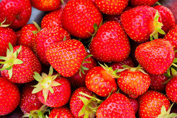 A heap of freshly picked organic strawberries in a bowl.  © Bernhard Schaffer