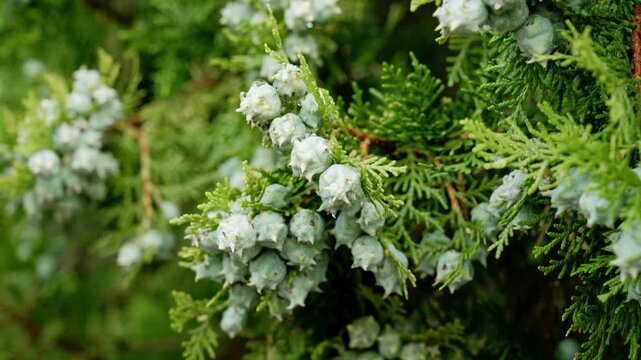 Unripe seed cones with hooked scales on green branches of Platycladus orientalis (Oriental arborvitae or Thuja) outdoors
