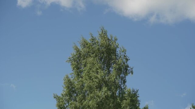 Looking up trees blowing in the wind with blue sky. The branches of the deciduous tree sway in the wind breeze. 