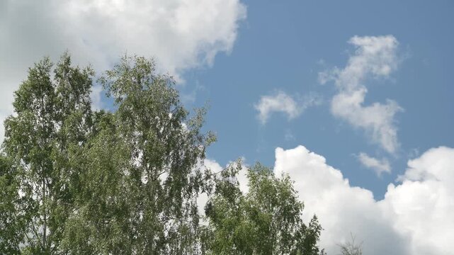 Looking up trees blowing in the wind with blue sky. The branches of the deciduous tree sway in the wind breeze. 
