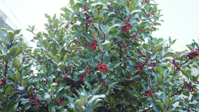 Panning Shot of Snow Covered Holly Bush with Vibrant Red Berries