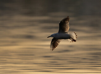 Fototapeta premium A backlit image of slender-billed seagull at Tubli bay, Bahrain