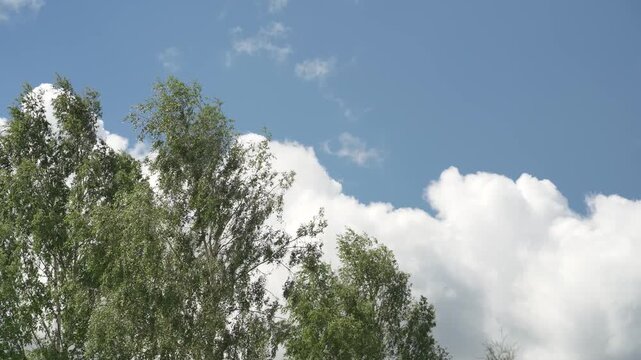 Looking up trees blowing in the wind with blue sky. The branches of the deciduous tree sway in the wind breeze. 