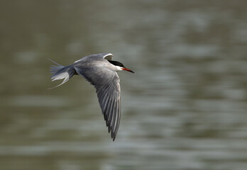 Fototapeta premium White-cheeked Tern flying at the coast of Tubli, Bahrain