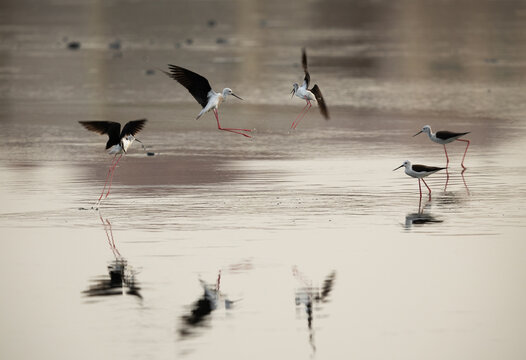 Black-winged Stilts territory fight at Tubli bay, Bahrain