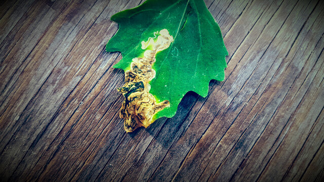 Close-up of a damaged green leaf with leaf miner damage on a rustic wooden plank